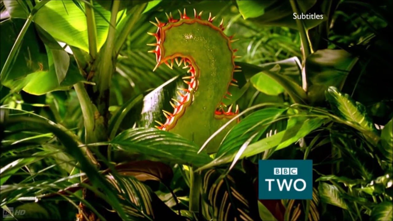 Predator (Venus Fly Trap)