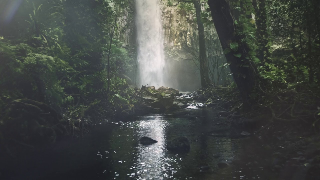 Rainforest