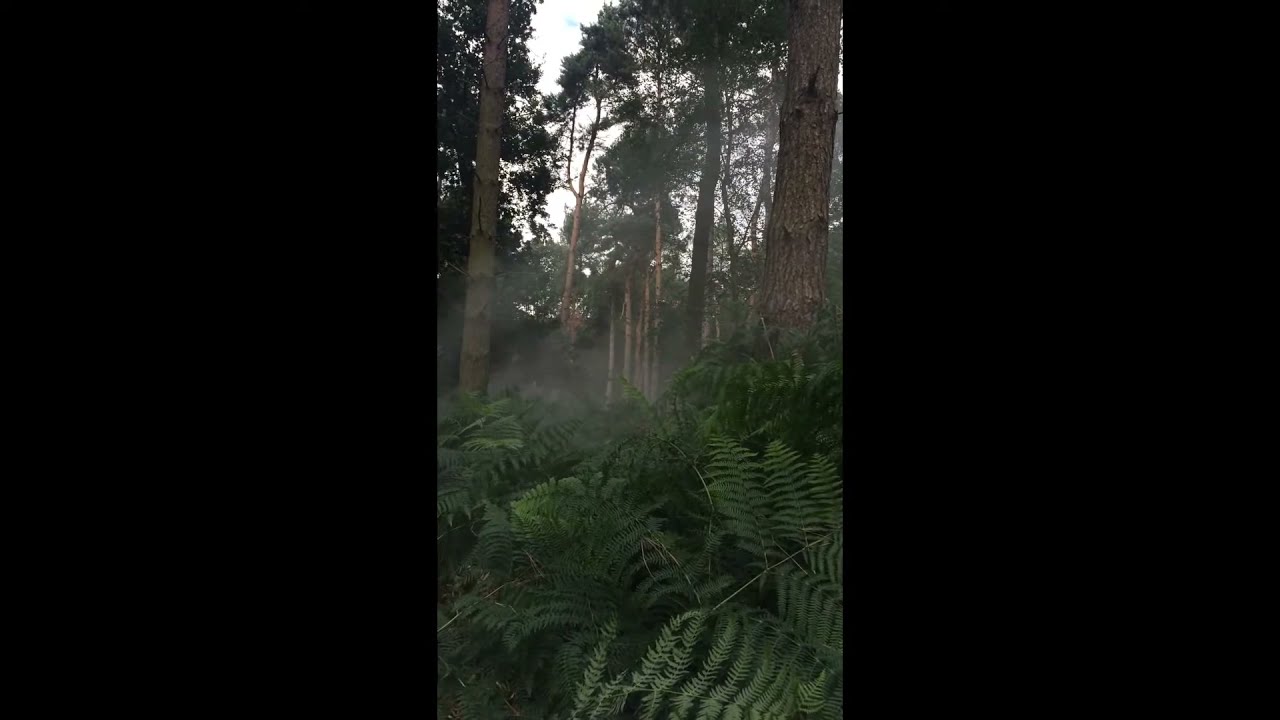 The Forest Is Your Playground
