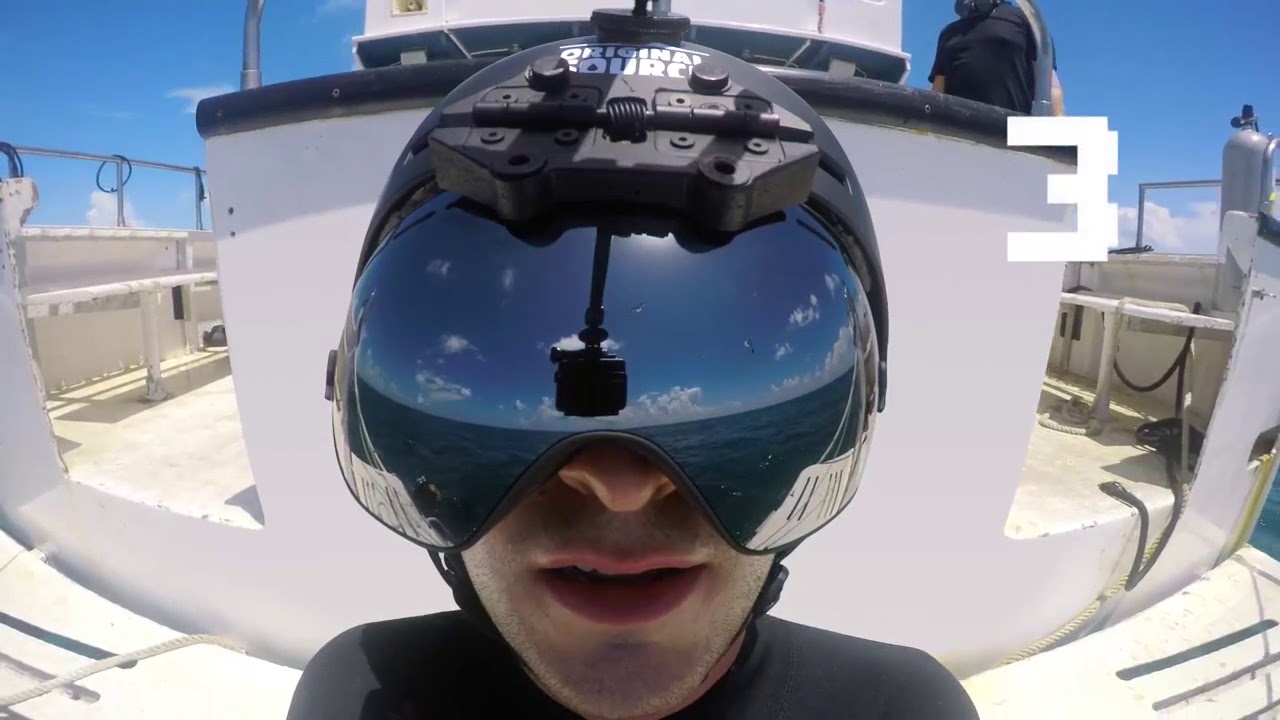 Shark Dive Experience