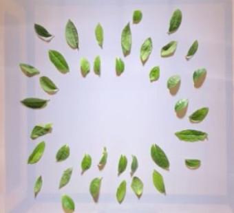 Green Matcha Cucumber